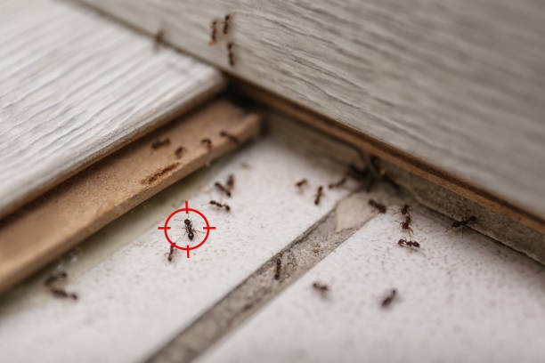 Best Affordable Pest Control Services  in Savannah, TX