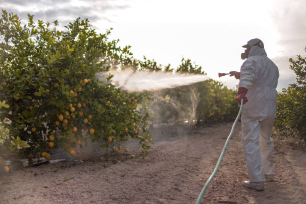  Savannah, TX Pest Control Pros
